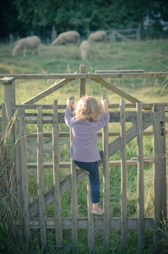 Little girl climbing on fence for a better view of the sheep in the pasture.