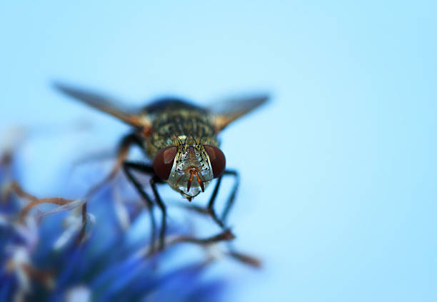 Fine Art Photo Of A Blow fly Lucilia On A Thistle Flower. Blow fly Lucilia sp. (Dip.: Calliphoridae). Selective focus.