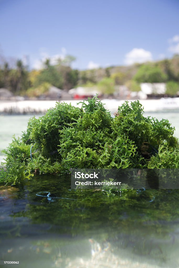 морская водоросль - Стоковые фото Без людей роялти-фри