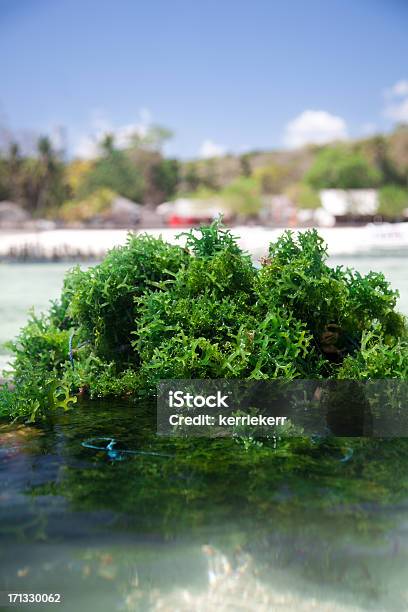 Морская Водоросль — стоковые фотографии и другие картинки Без людей - Без людей, Вертикальный, Вода