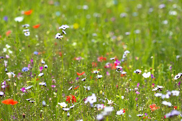istock Red  poppy flowers 171330174