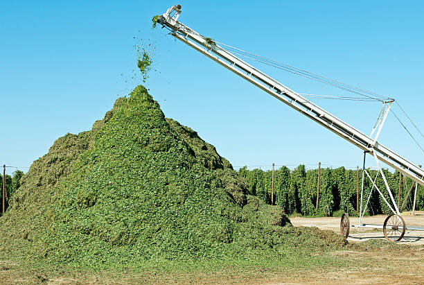 hop perda de acumular ­ se, na fábrica de transformação - usa hop wire stem imagens e fotografias de stock