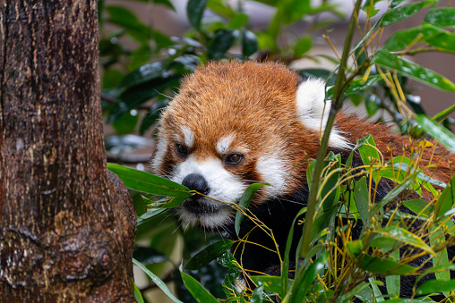 The smell of bamboo\nred panda smelling