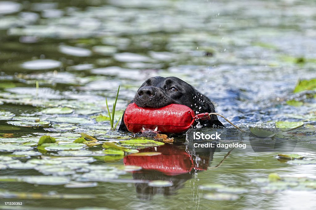 Fetch! Black Labrador retrieving a dummy Dog Stock Photo