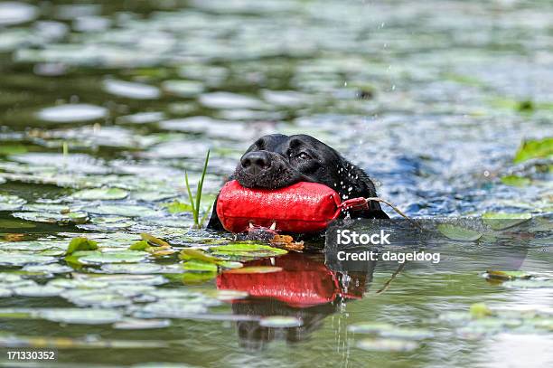 Fetch Stock Photo - Download Image Now - Dog, Hunting Dog, Learning