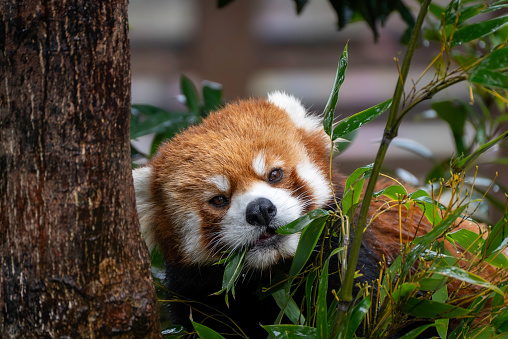 Red panda staring at me