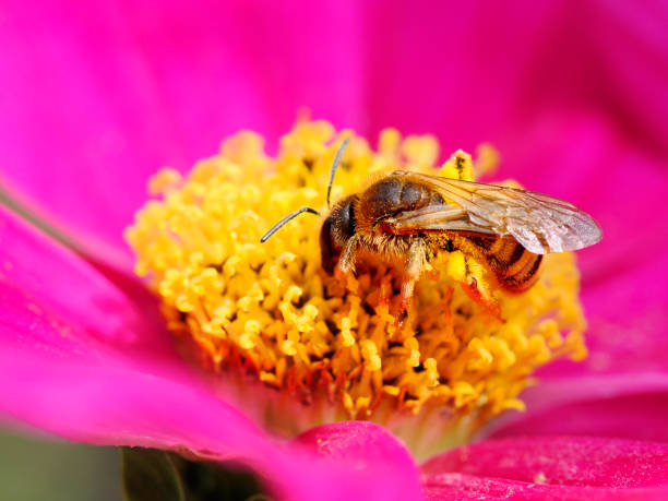 istock Honey bee feeding on red cosmos flower 1713303611