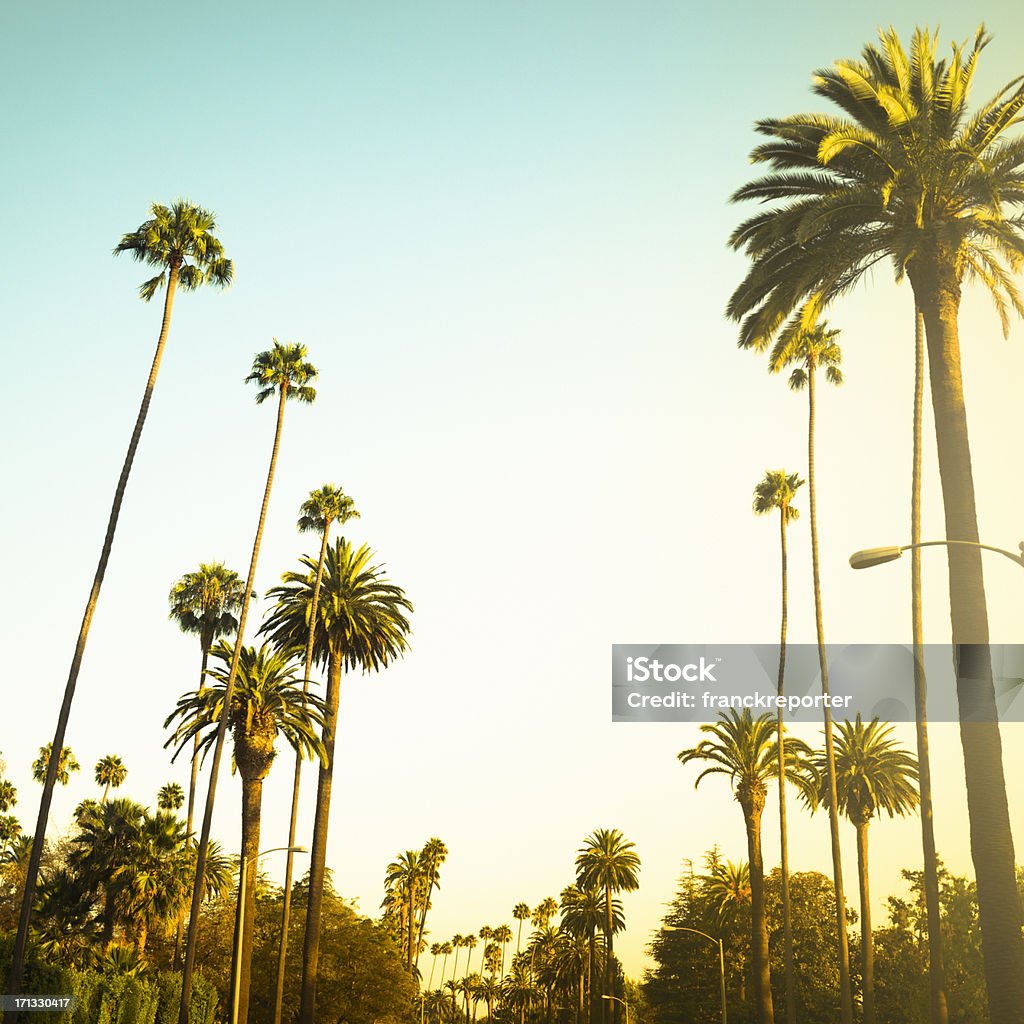 팜형 나무 해질녘까지 on Beverly Hills, California-USA - 로열티 프리 야자 나무 - Arecales 스톡 사진