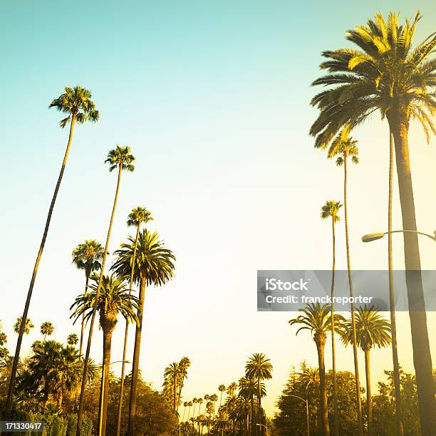 팜형 나무 해질녘까지 On Beverly Hills Californiausa 야자 나무 - Arecales에 대한 스톡 사진 및 기타 이미지 - 야자 나무 - Arecales, 로스앤젤레스 시, 로스앤젤레스 카운티