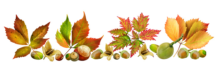 Autumn and leaves with fruits isolated on white background