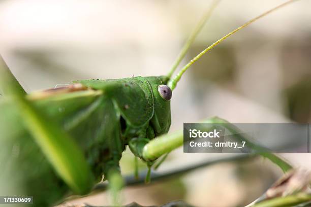 Locusta - Fotografie stock e altre immagini di Acrididi - Acrididi, Animale, Animale nocivo