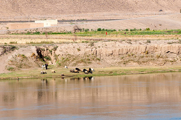 Pastoral life in Middle East - Eurphrates River in Syria An Arab man shepherds his flock of sheep or goats beside the Euphrates River in Syria. On the bank above two women tend a field. euphrates syria stock pictures, royalty-free photos & images