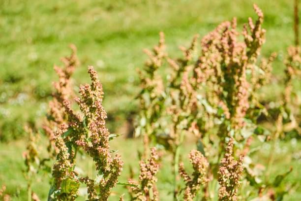 istock Wild forest flowers in spring. Plants in the wild. 1713307708
