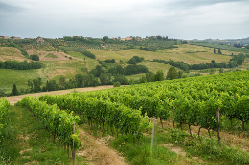 Vineyards of Chianti near Poggibonsi, Siena province, Tuscany, Italy, at summer