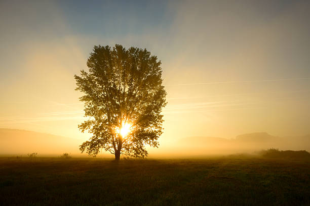 istock Backlit Tree in Morning Mist on Meadow at Sunrise 171330908
