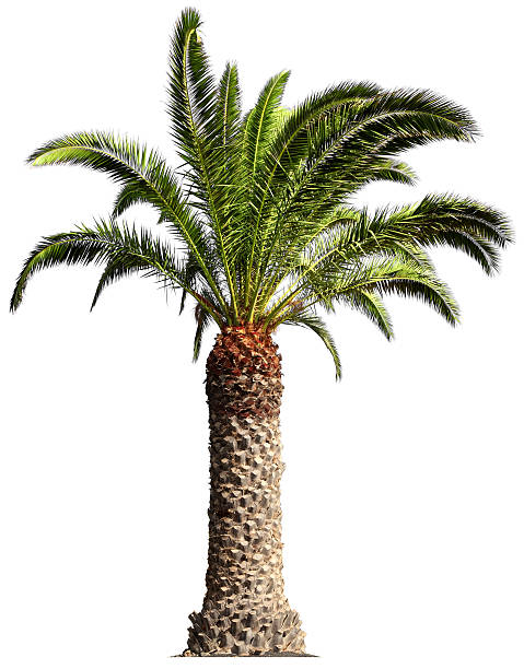 пальма - palm tree tree isolated landscaped стоковые фото и изображения