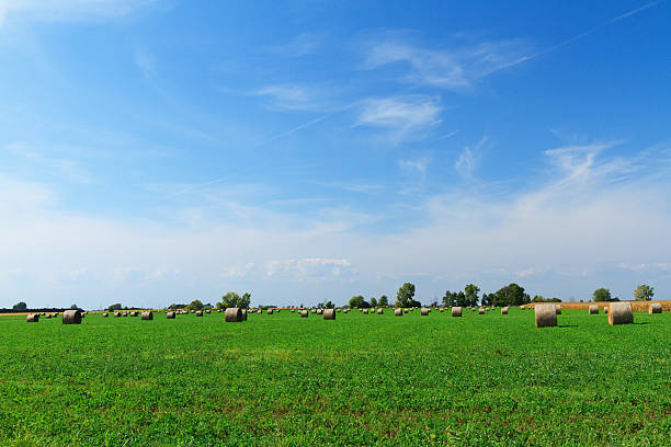 istock Autumn Hay Field Ontario Canada 171331052