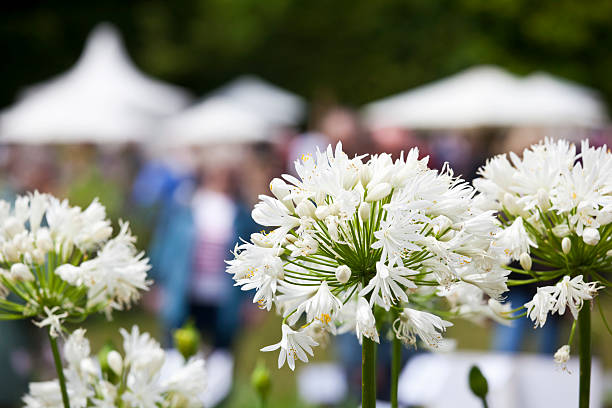 lato kwiatów pokaż - wystawa ogrodnicza zdjęcia i obrazy z banku zdjęć