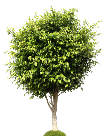 ficus tree