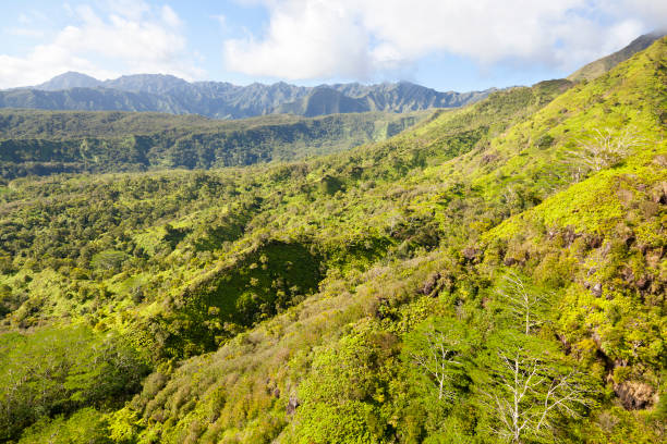 istock Kauai Tropical Rain Forest 171331884