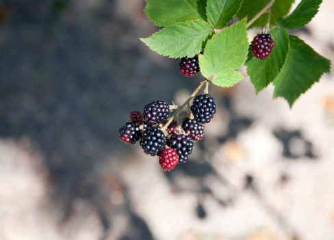 Blackberries bunch on blur background. Selective focus.