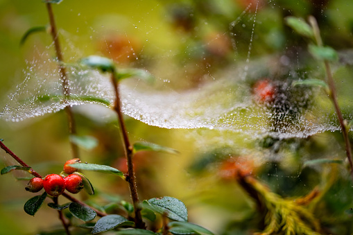 Leaf curling spider peeking from his home in the middle of large web against blurred background