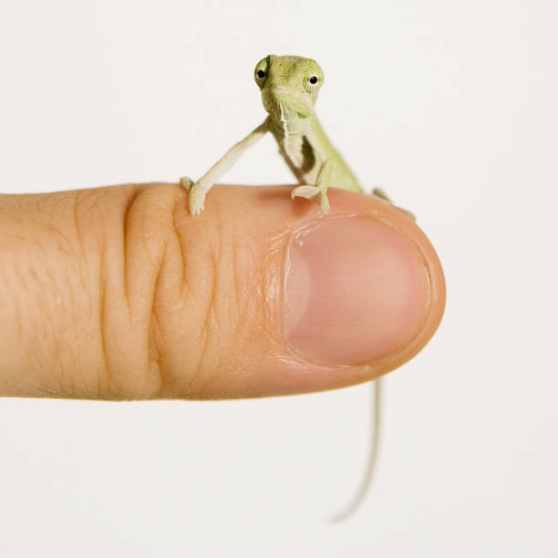 istock Veiled, Yemen Chameleon baby 171332264