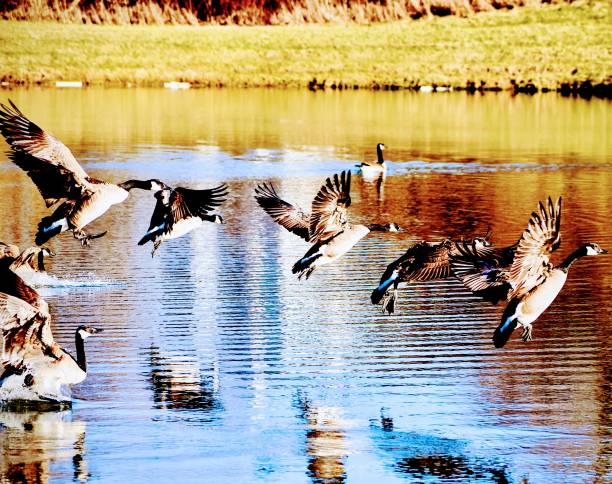 istock In Flight Over The Lake 1713323119