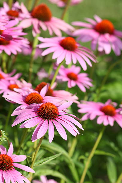 istock blooming purple coneflower Echinacea purpurea 171332388
