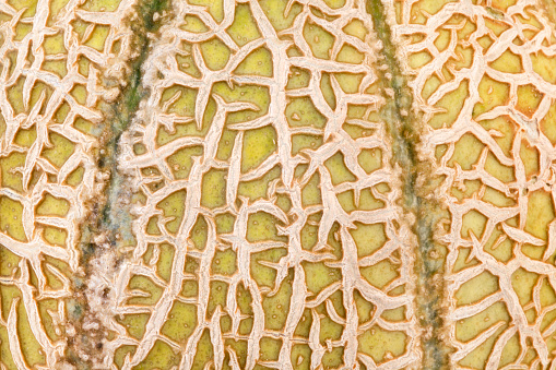 Melon skin of Cantaloupe - full frame.