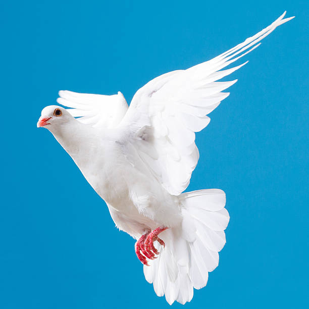 istock White dove with outstretched wings on blue sky 171332722