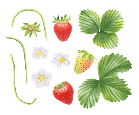 Set of strawberries, leaves and flowers isolated on white background. Watercolor hand drawn illustration. For advertising, packaging, menus, invitations, business cards, postcards, printing.