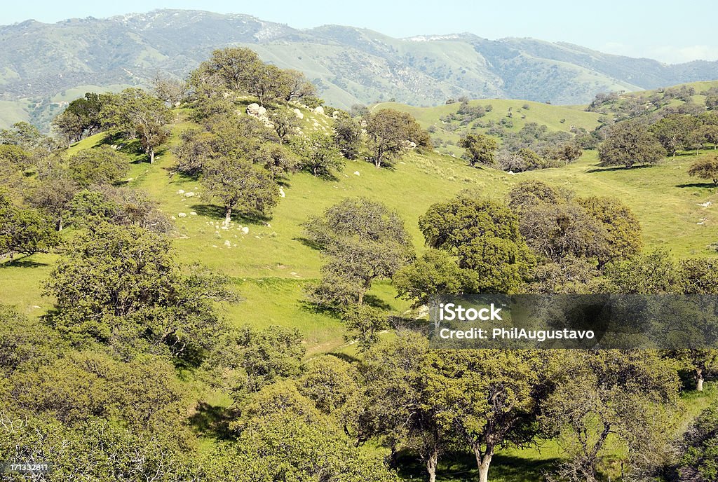 Sendero de oak árboles en el sur de California - Foto de stock de Aire libre libre de derechos