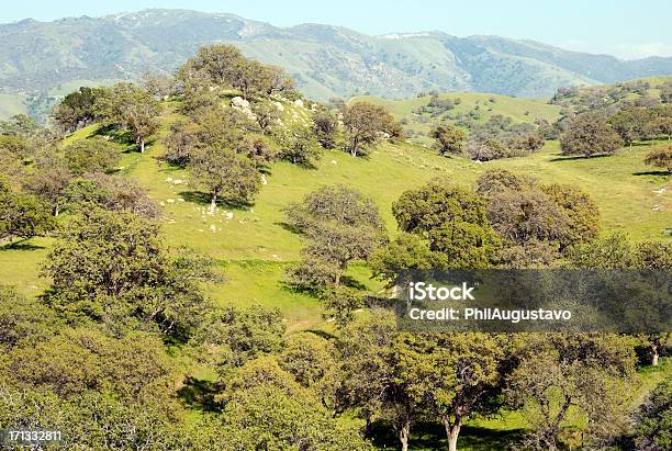Trilho Através De Árvores De Carvalho No Sul Da Califórnia - Fotografias de stock e mais imagens de Ao Ar Livre