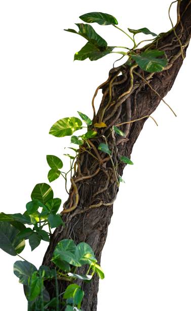 istock tree branch with roots and creeper plant 1713330363
