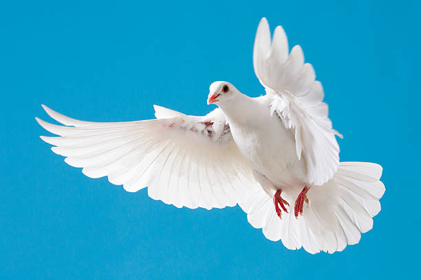 istock White dove with outstretched wings on blue sky 171333047