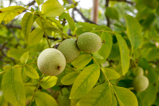 Fruit of the walnut, with a walnut inside, still green in a walnut tree.