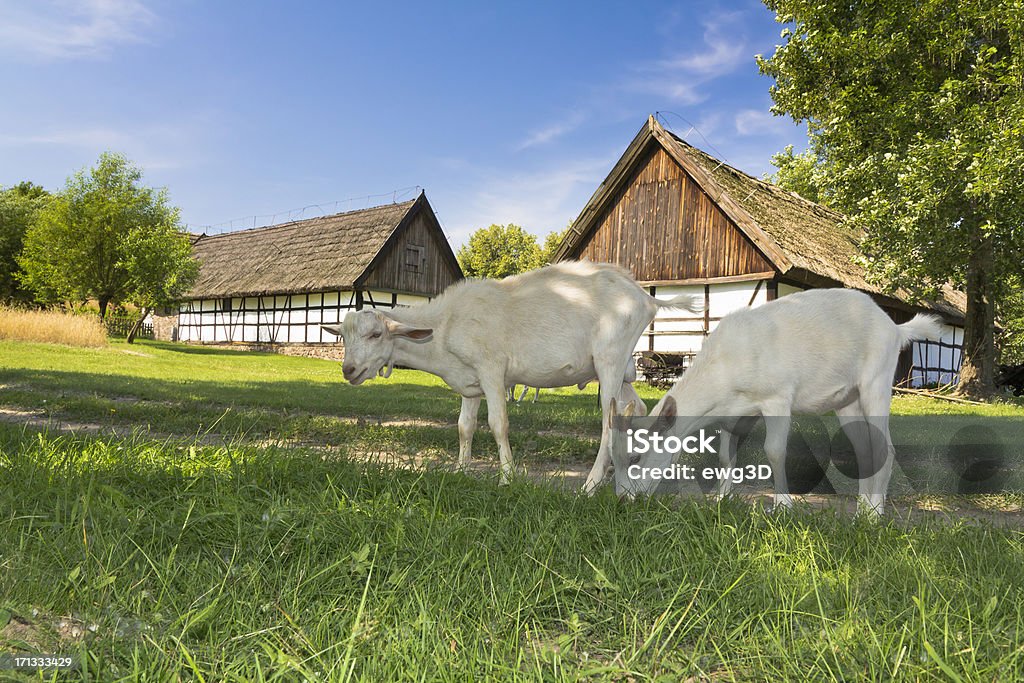 Jovem de cabra - Foto de stock de Casa de fazenda royalty-free