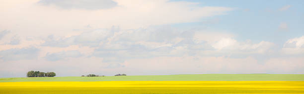 pradaria do horizonte - prairie wide landscape sky imagens e fotografias de stock