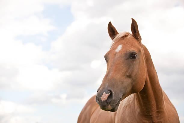 primo piano di cavallo palomino - horse animal head animal sky foto e immagini stock