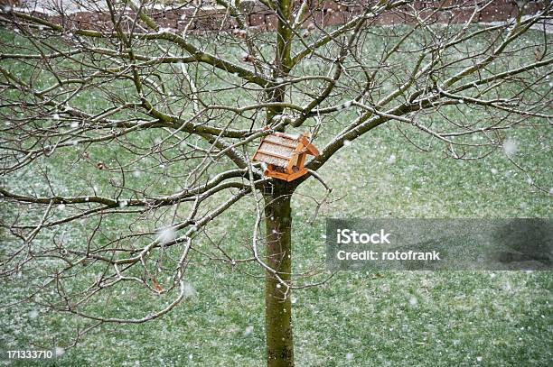 Uccello Tablein Un Albero In Inverno - Fotografie stock e altre immagini di Albero - Albero, Ambiente, Animale