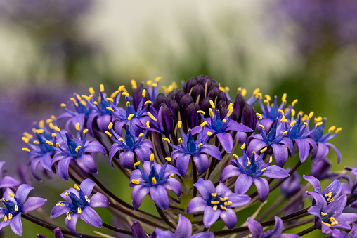 Close up of beautiful purple Scilla Peruviana or  Peruvian Lily in Israel.