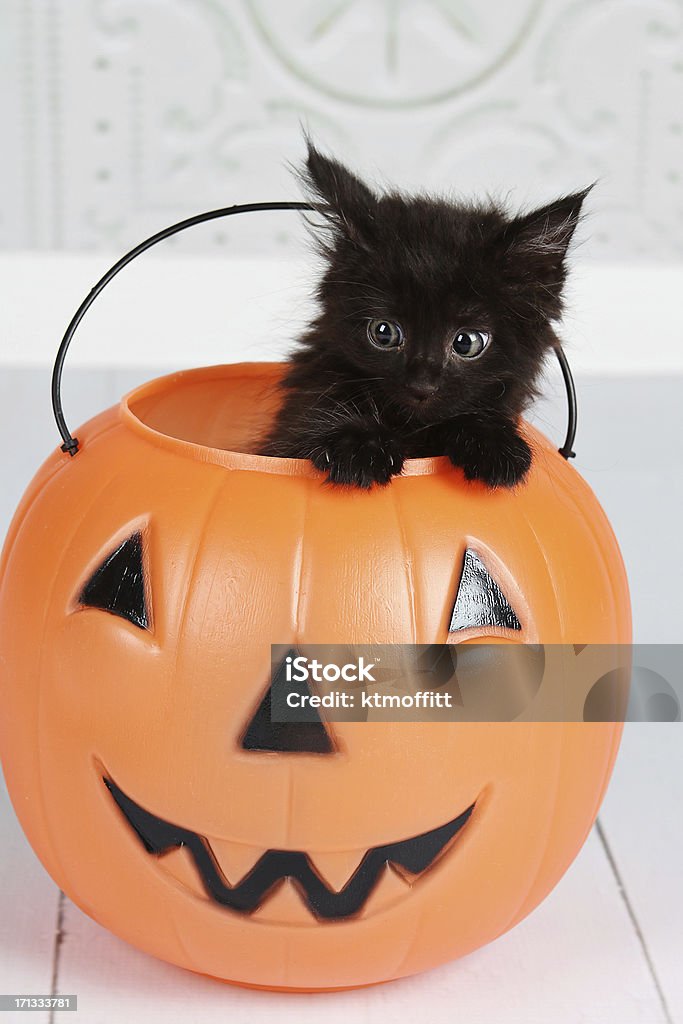 Black Kitten In Jack'O'Lantern Black kitten leaning out of the top of a Halloween jack o lantern. Click skeleton below to view Halloween lightbox: Domestic Cat Stock Photo