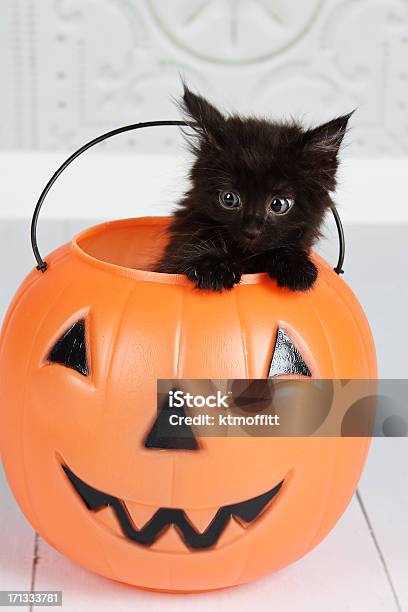 Black Kitten In Jackolantern Stock Photo - Download Image Now - Domestic Cat, Halloween, Black Color