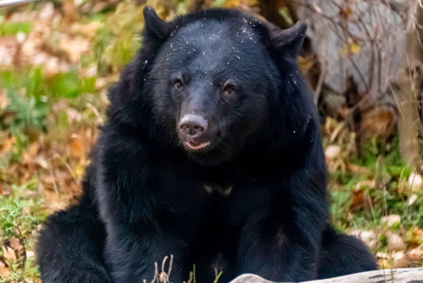 istock Gentle Asiatic Black Bear Asiatic Black Bear 1713343952