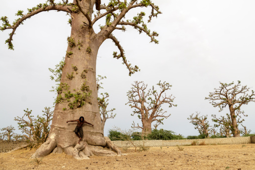 African young person in a gigantic  baobab in the plains of Senegal
