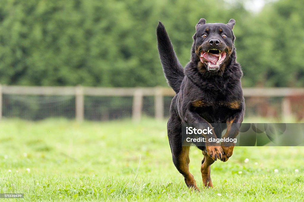 Chien au grand danger ! - Photo de Rottweiler libre de droits