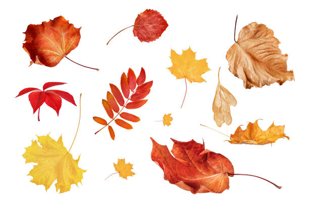 istock autumn fallen leaves stand out on a white background 1713346616
