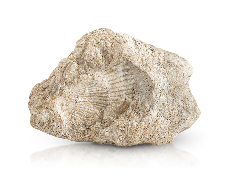 A rock sample highlighted on a white background. The imprint of two seashells is visible on the stone.