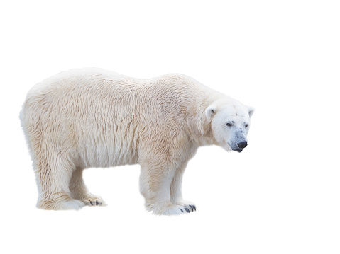 isolated Polar bear (white bear) on white background